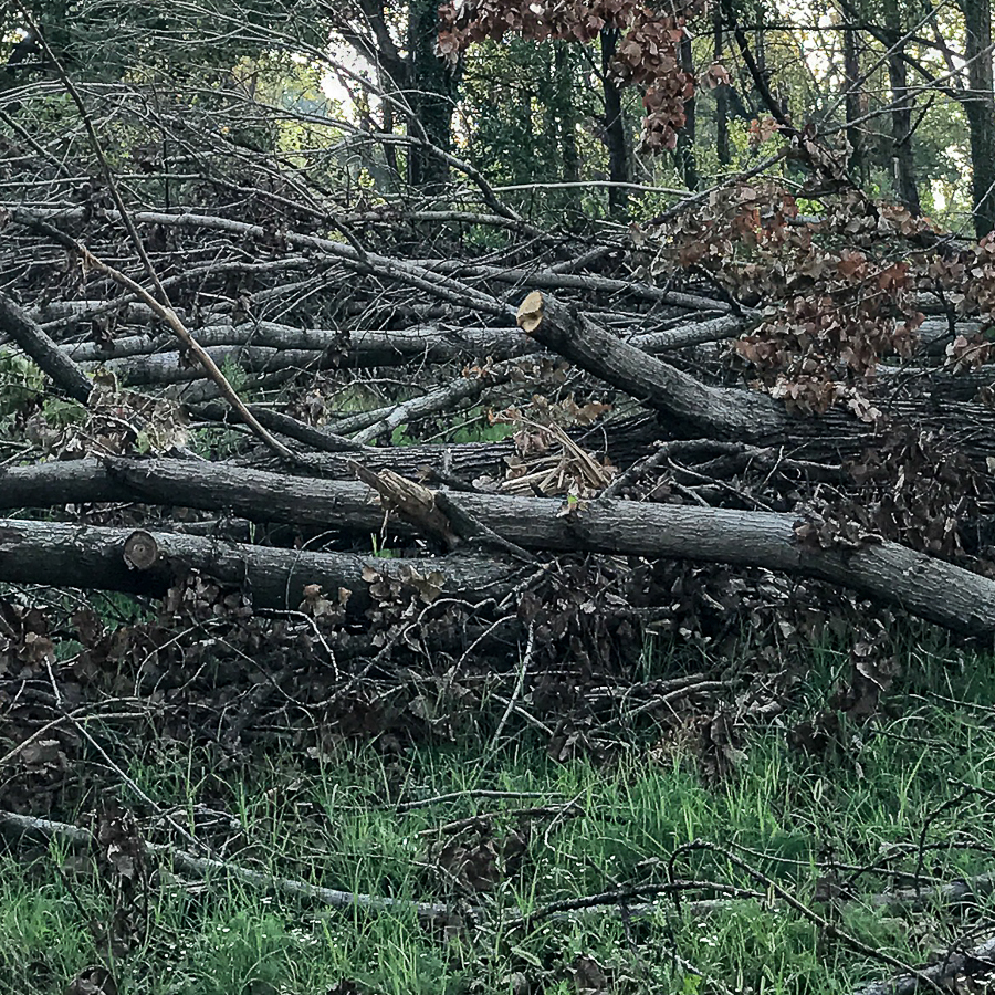 Distrutto il bosco magico di Cappuccetto Rosso