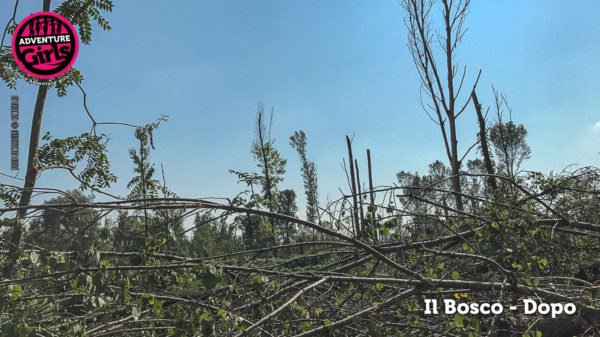 Il Bosco prima e dopo